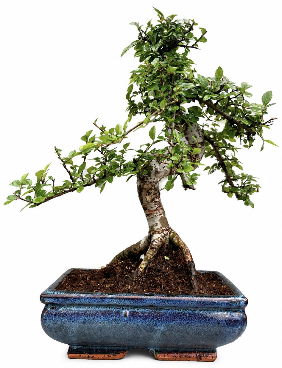 Chinese Elm Bonsai (Stock Code B2U115)