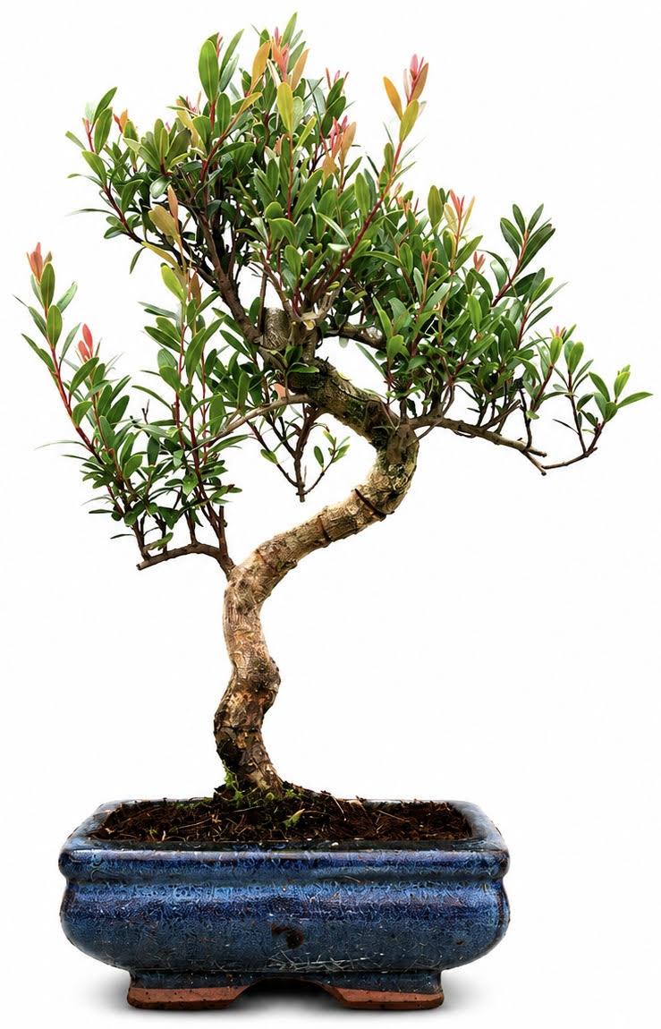 Brush Cherry (Syzygium) Bonsai (Stock Code B2U158)