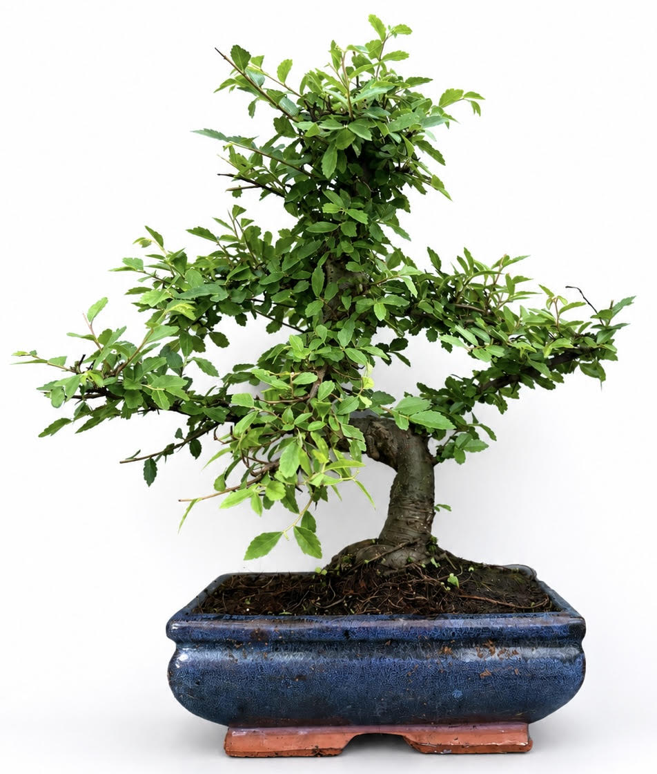 Chinese Elm Bonsai (Stock Code B2U166)