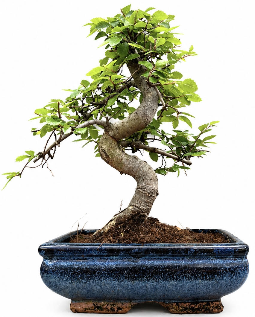 Chinese Elm Bonsai (Stock Code B2U414)
