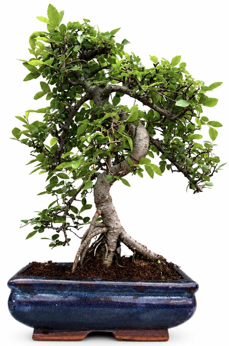 Chinese Elm Bonsai (Stock Code B2U429)