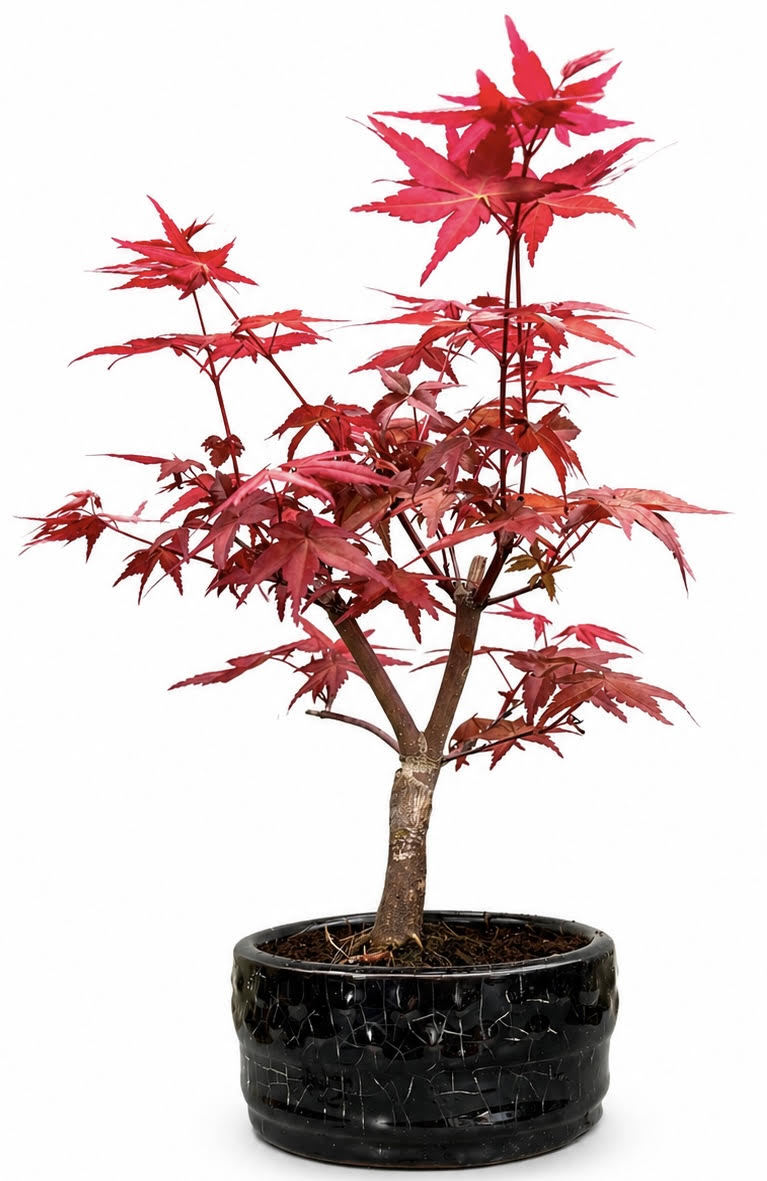 Acer Palmatum Deshojo Bonsai (Stock Code B2U543)