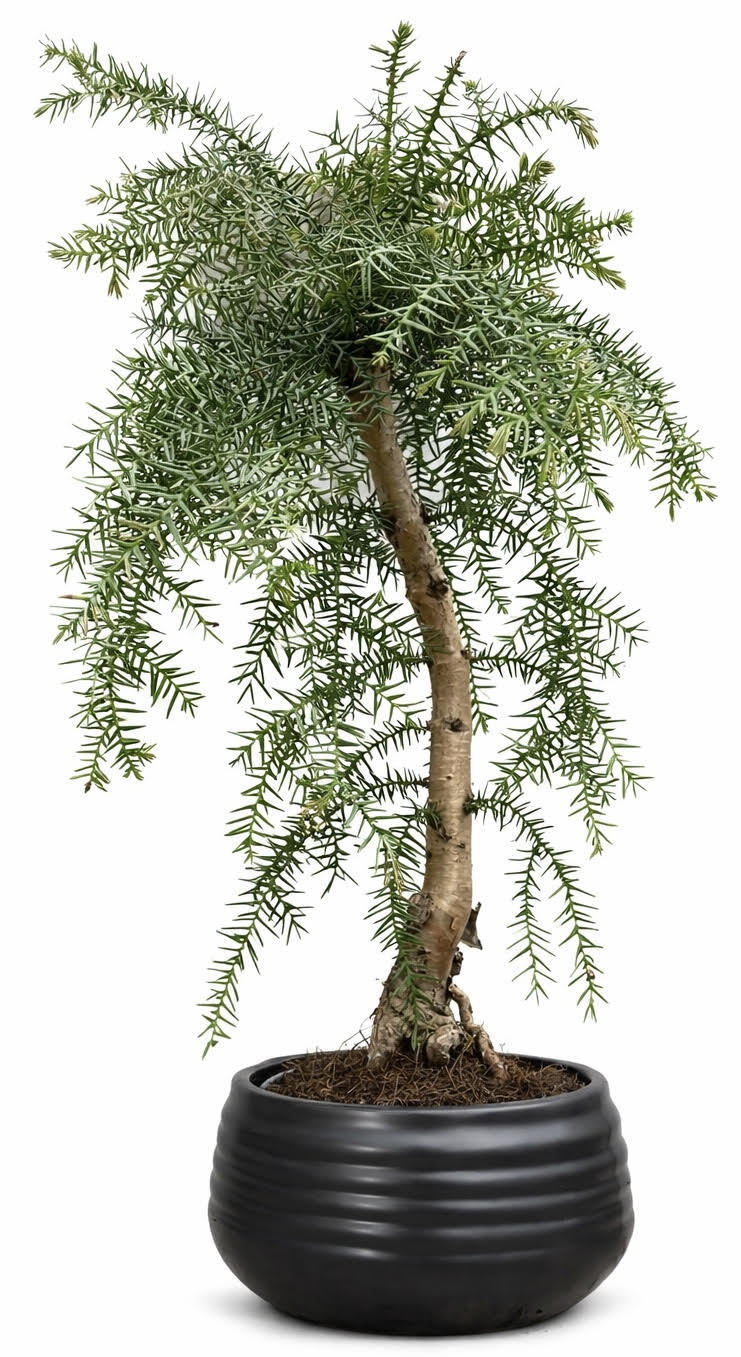 Araucaria cunninghamii bonsai (Stock Code B2U750)