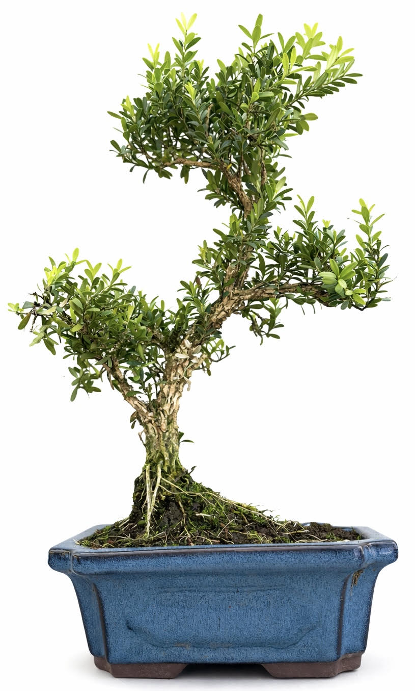 Boxwood (Buxus Harlandii) Bonsai – (Stock Code B2U806)