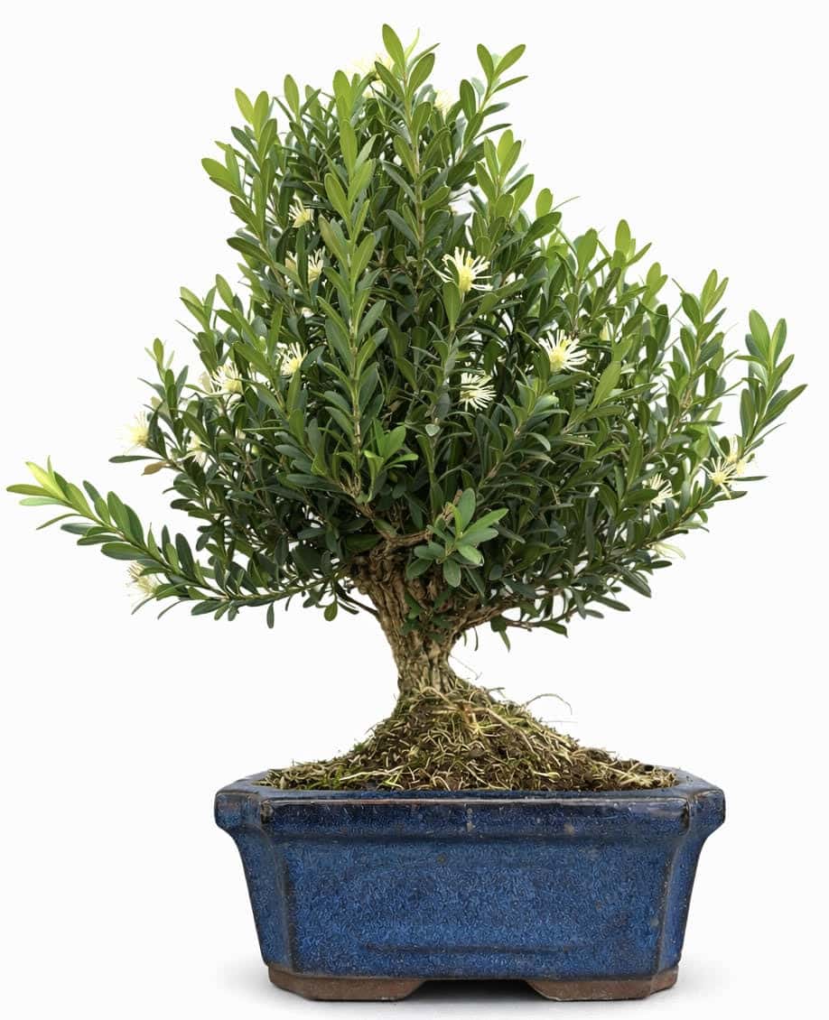 Boxwood (Buxus Harlandii) Bonsai – (Stock Code B2U809)