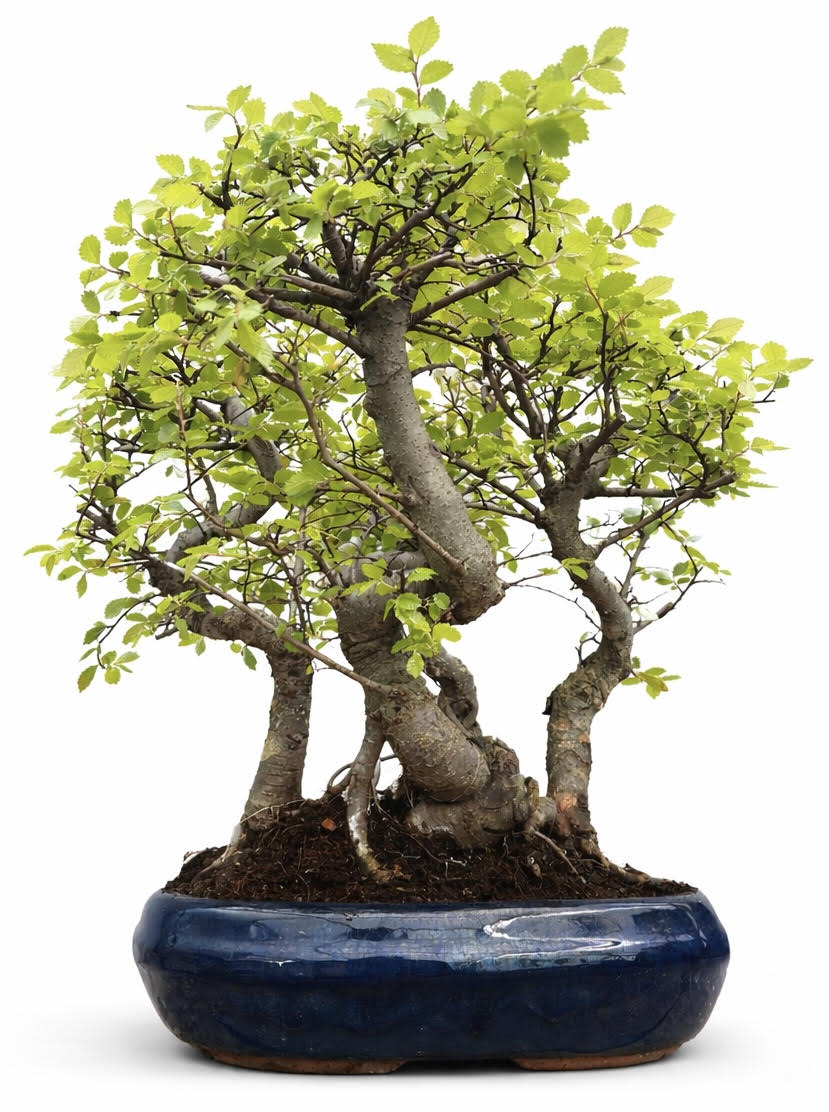 Chinese Elm Bonsai Tree – Shaped Group - (Stock Code B2U815)