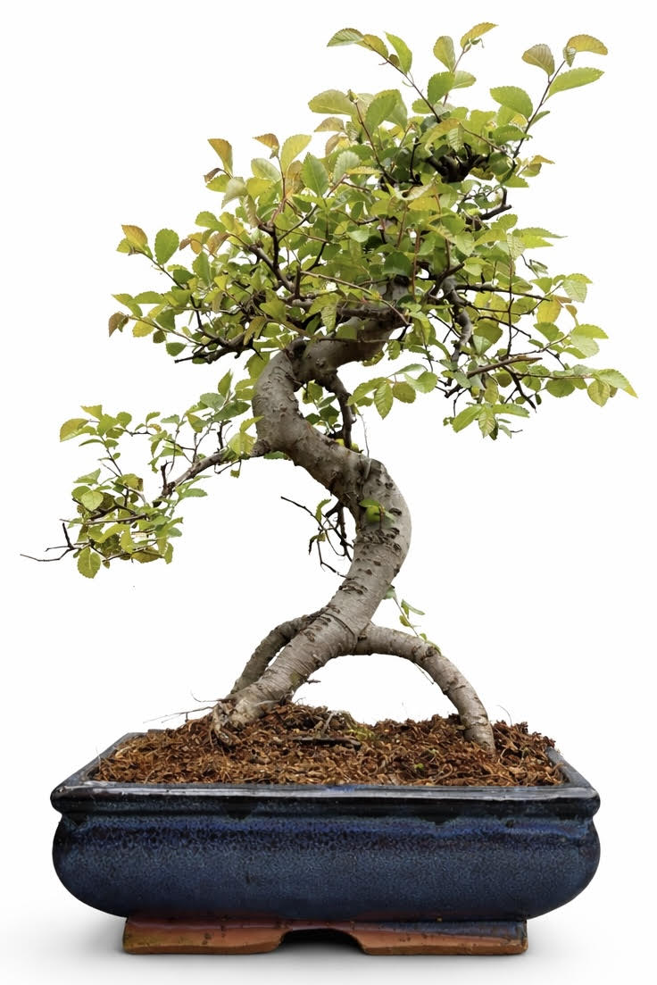 Chinese Elm Bonsai (Stock Code B2U827)