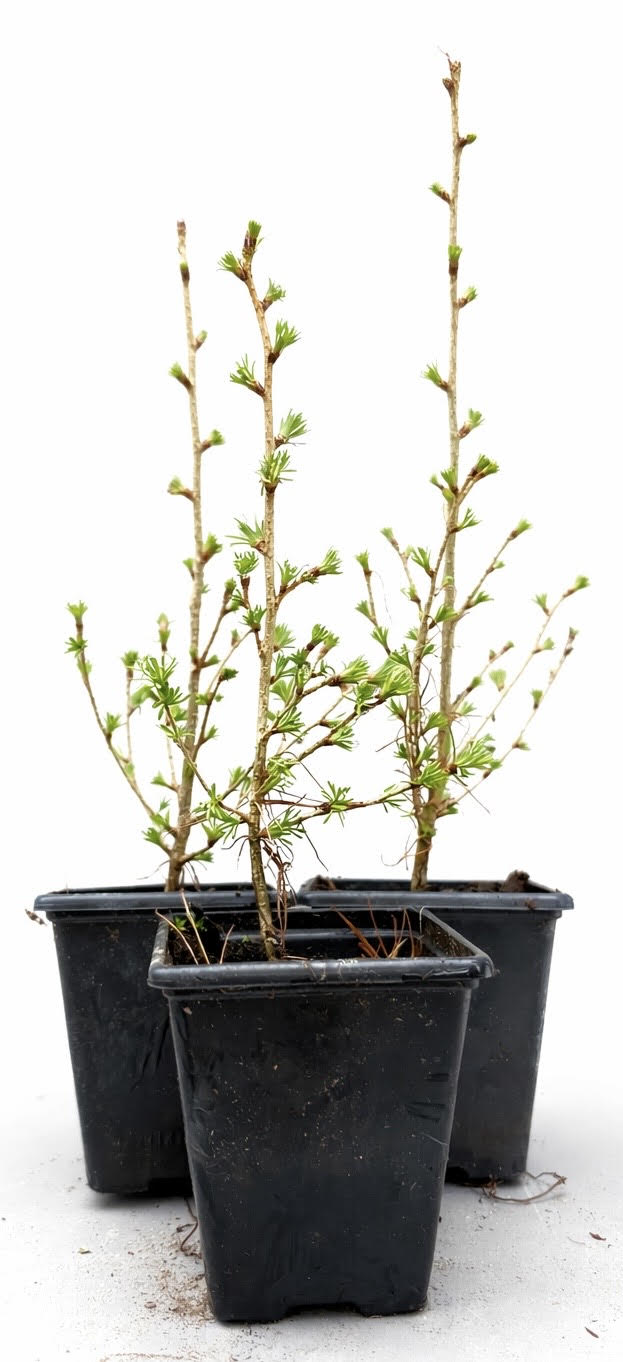 European Larch Seedling (Larix Decidua)