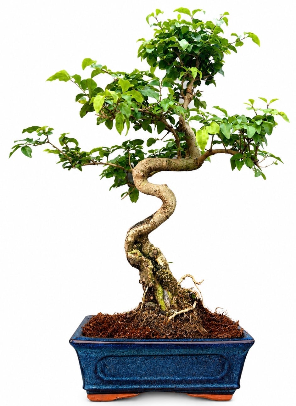 Ligustrum (Chinese Privet) Bonsai (Stock Code B2U809)