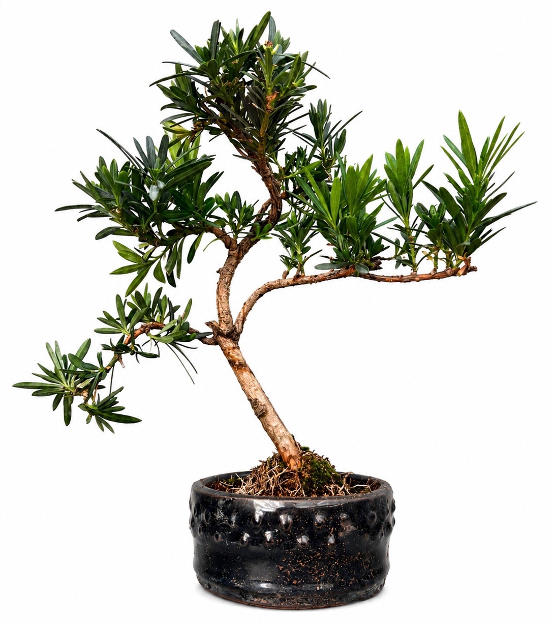 Podocarpus Bonsai Tree Indoor/Outdoor – (Stock Code B2U801)