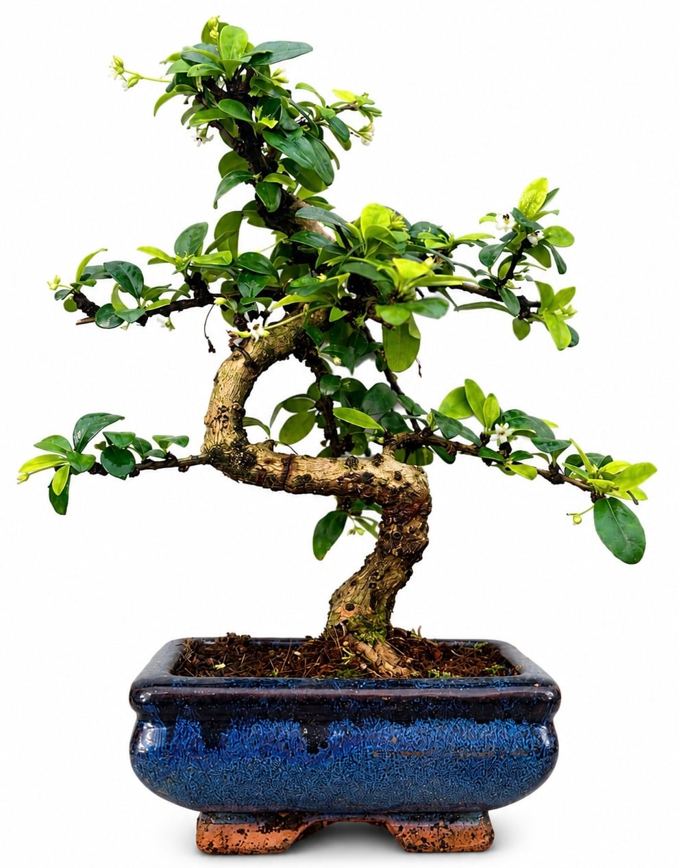 Carmona Bonsai Tree (Stock Code B2U805)