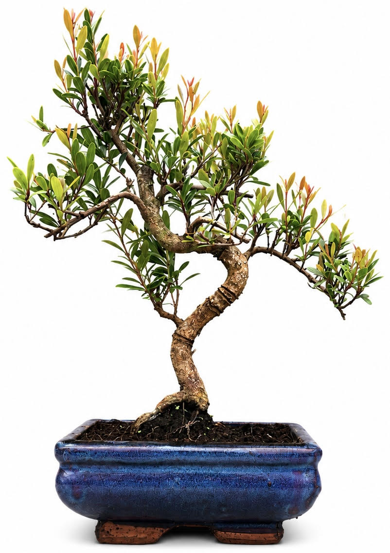 Brush Cherry (Syzygium) Bonsai (Stock Code B2U159)