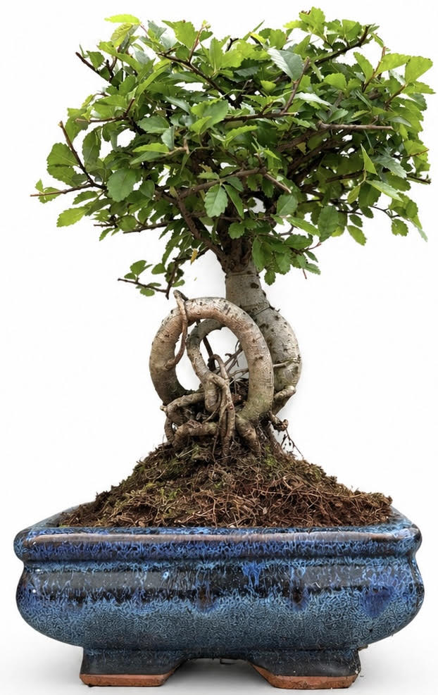 Chinese Elm Bonsai – (Stock Code B2U404)