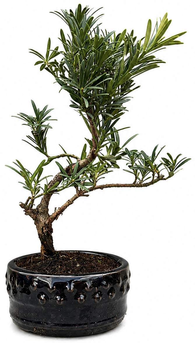 Podocarpus Bonsai Tree Indoor/Outdoor – (Stock Code B2U409)