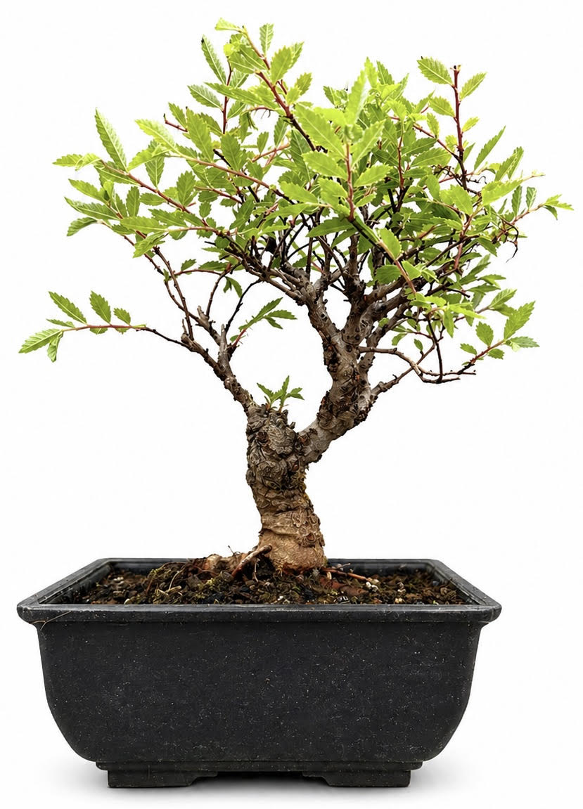 Cork Bark Elm Bonsai (Stock Code B2U545)