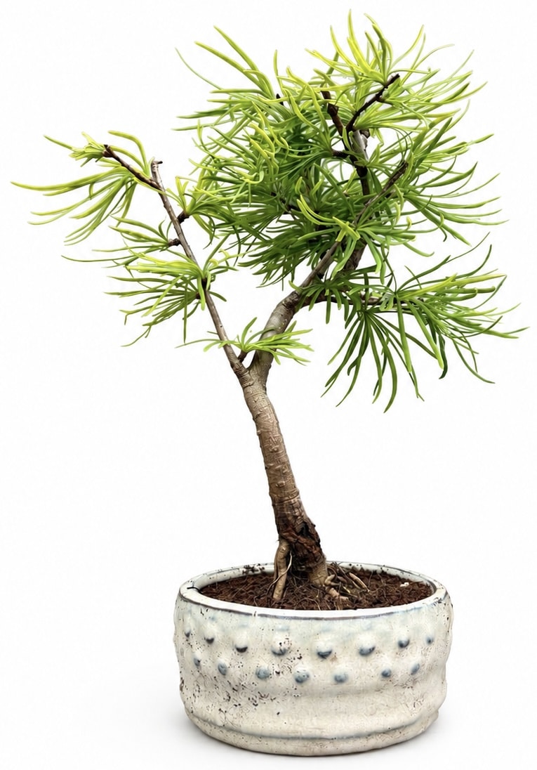 Psuedolarix Bonsai Tree (Golden Larch) (Stock Code B2U433)