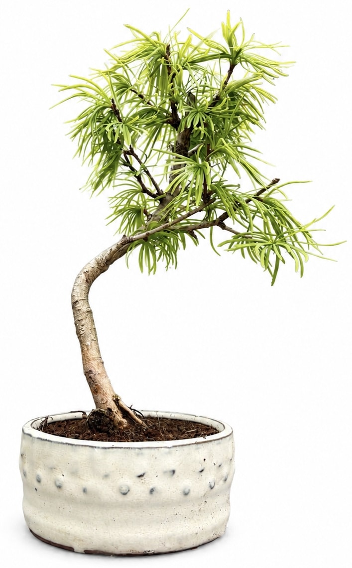 Psuedolarix Bonsai Tree (Golden Larch) (Stock Code B2U435)