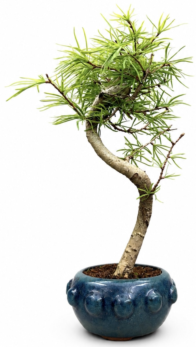 Psuedolarix Bonsai Tree (Golden Larch) (Stock Code B2U437)
