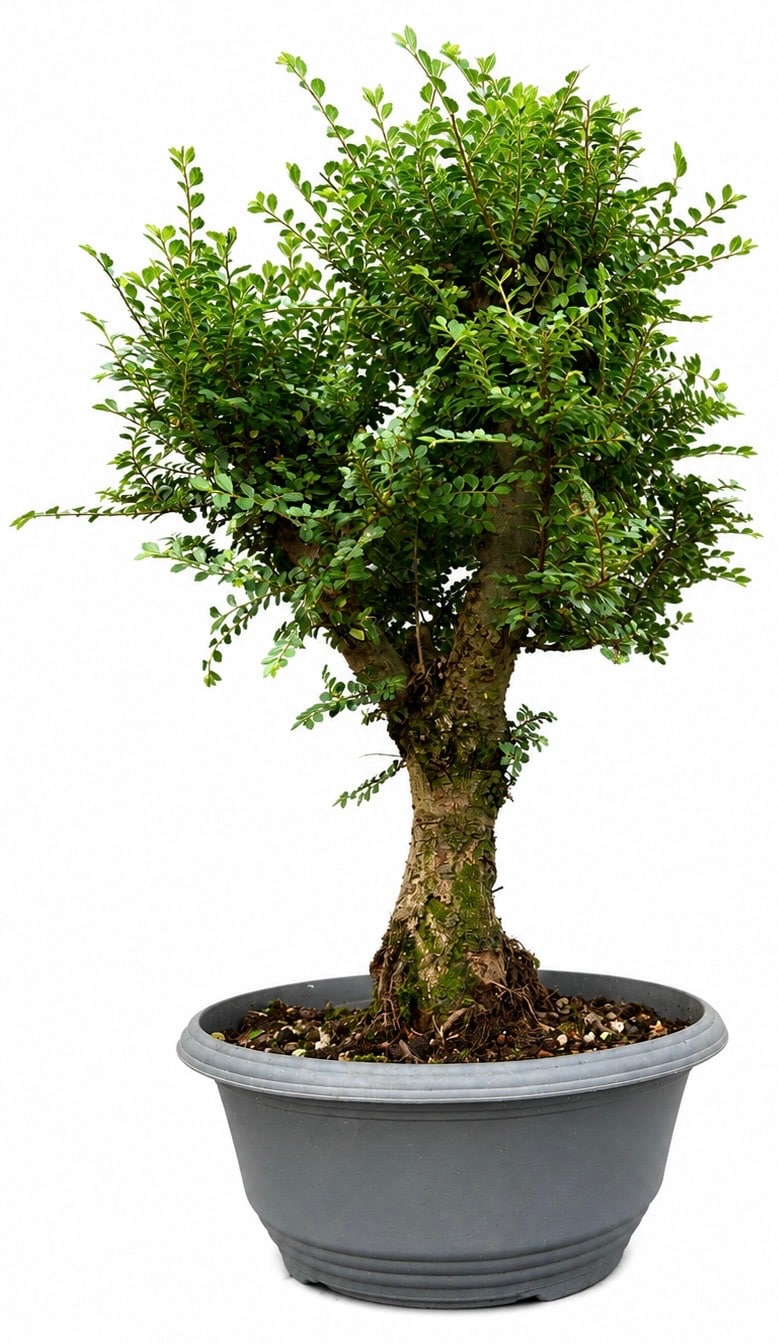 Hikido Elm Bonsai (Stock Code B2U807)