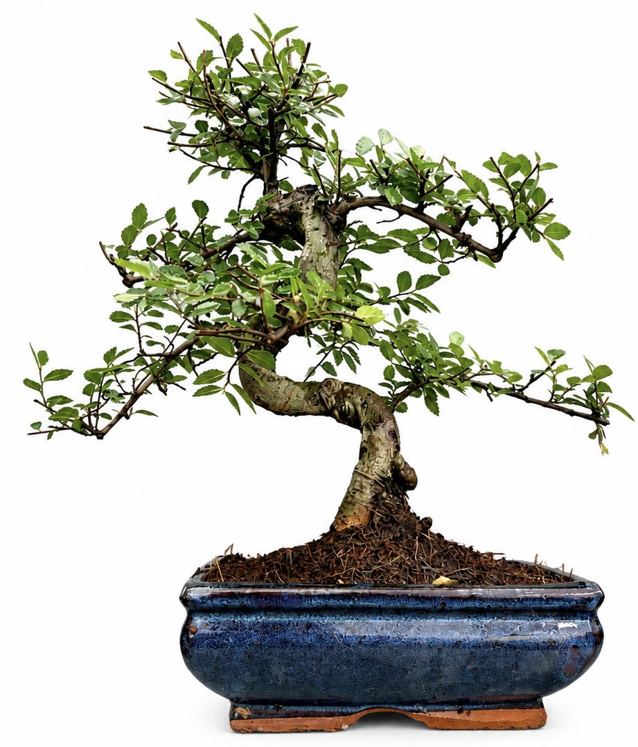 Chinese Elm Bonsai (Stock Code B2U114)
