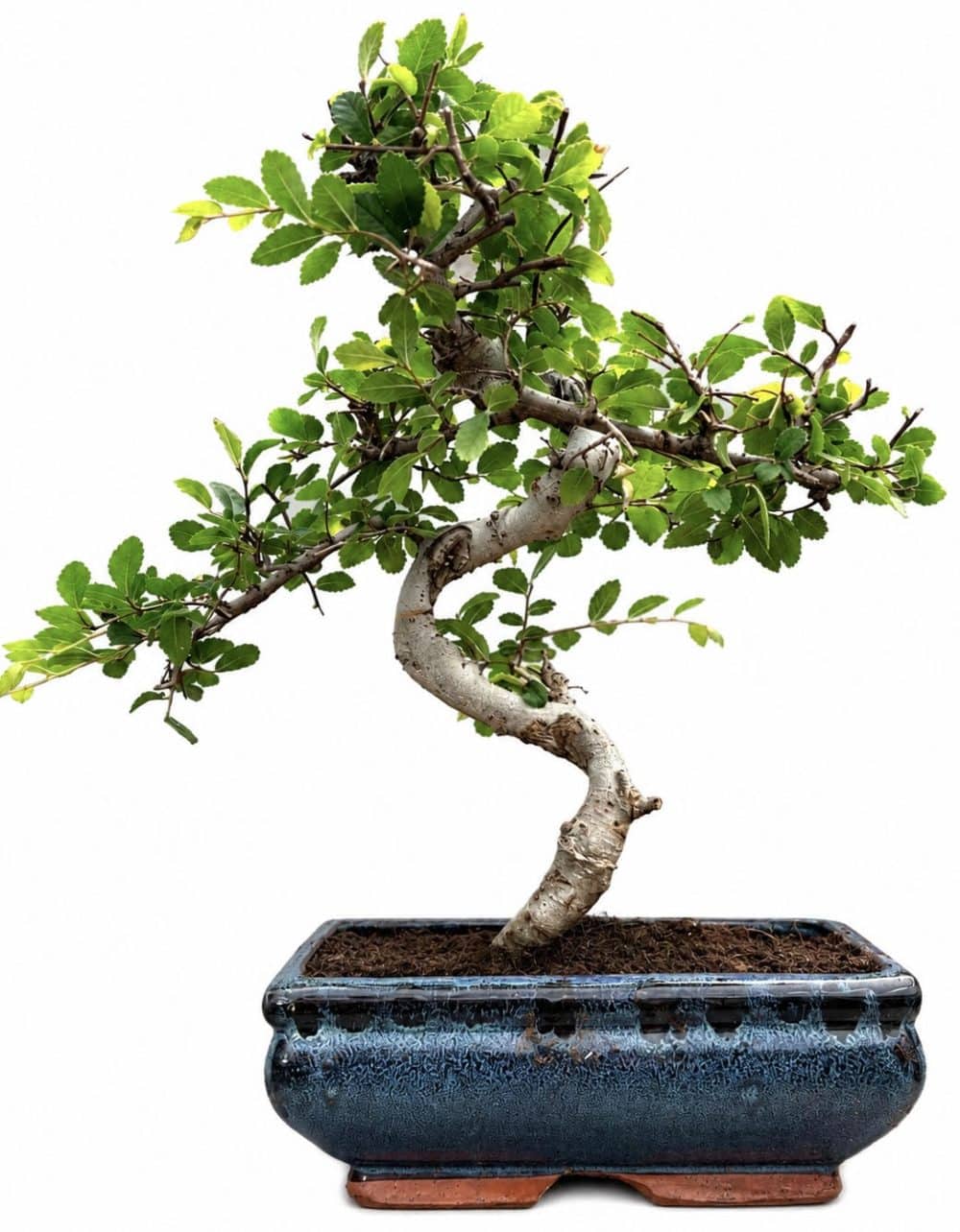 Chinese Elm Bonsai (Stock Code B2U123)