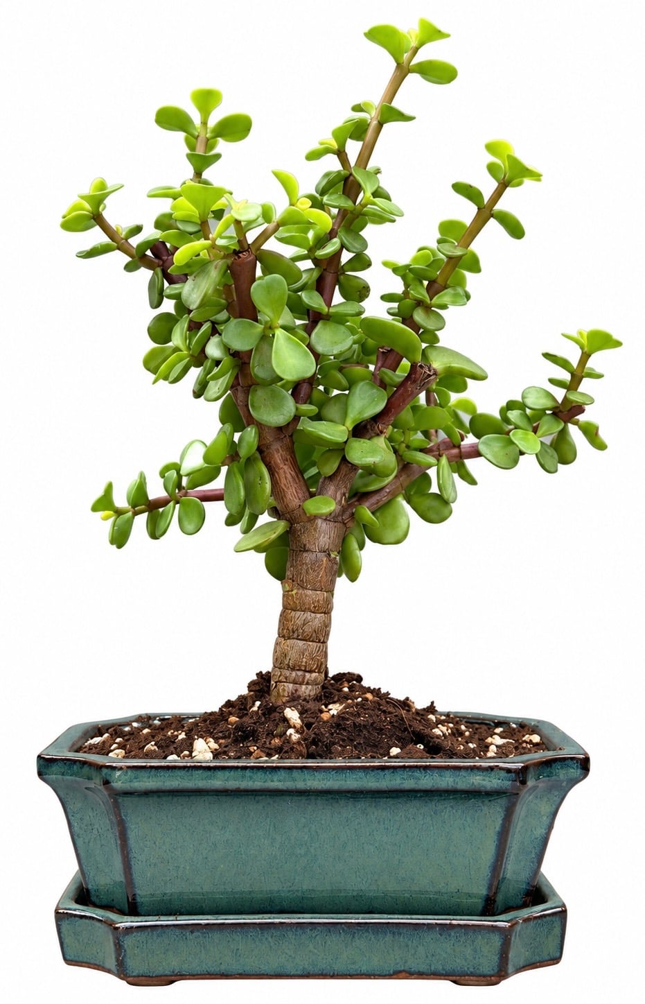 Portulacaria - Money Tree - Green Pot