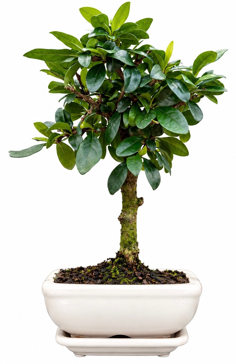 Carmona Bonsai Tree "Broom Style"