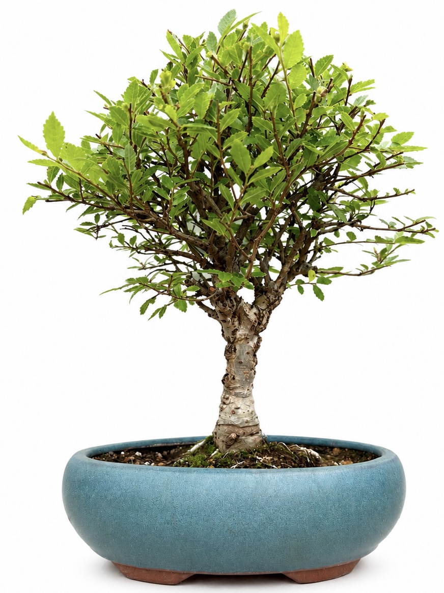 Cork Bark Elm Bonsai – (Stock Code B2U228)