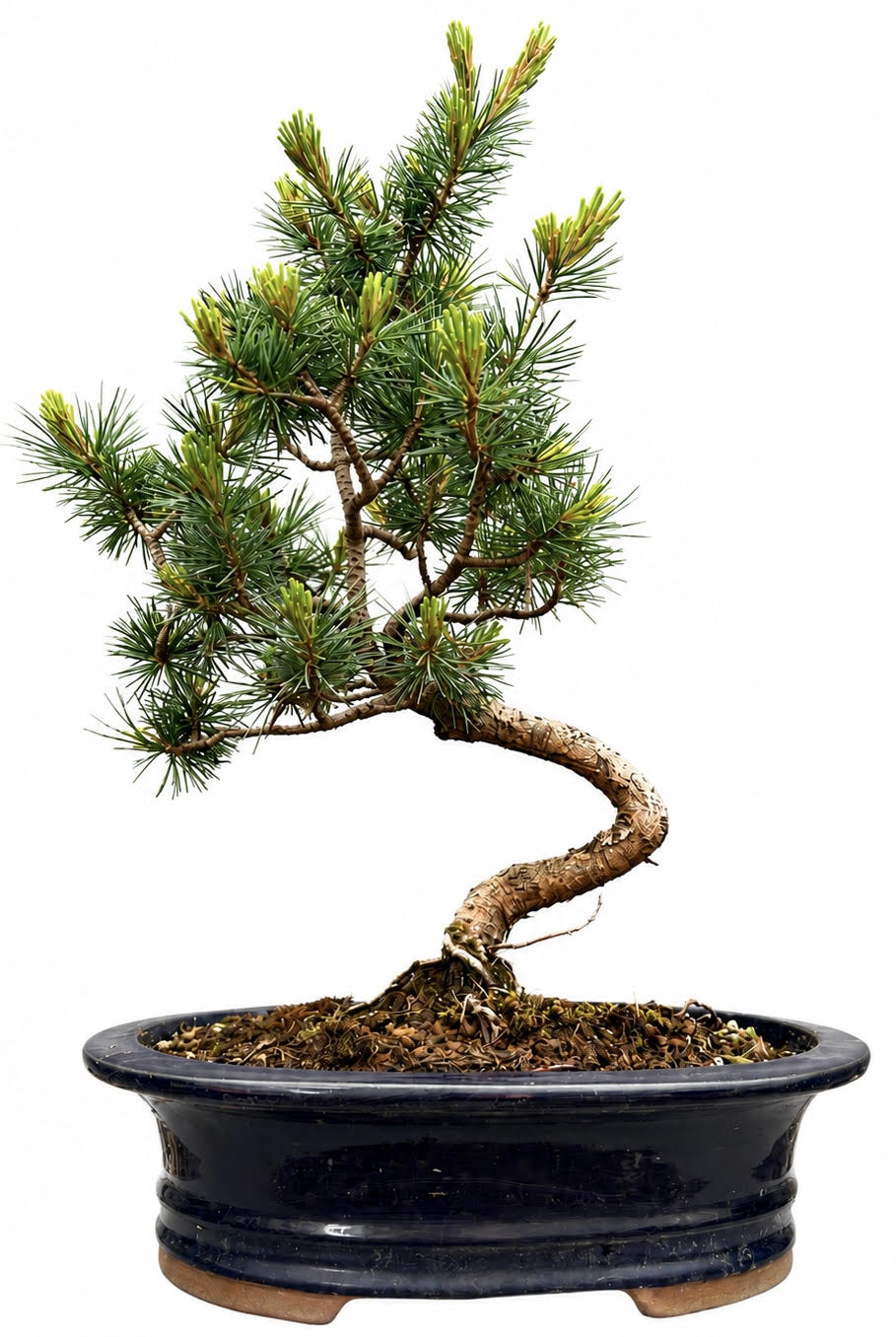 Japanese White Pine Bonsai Tree (Stock Code B2U120)