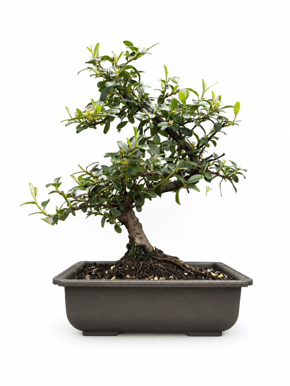 Cotoneaster Bonsai Tree (Stock Code B2U121)
