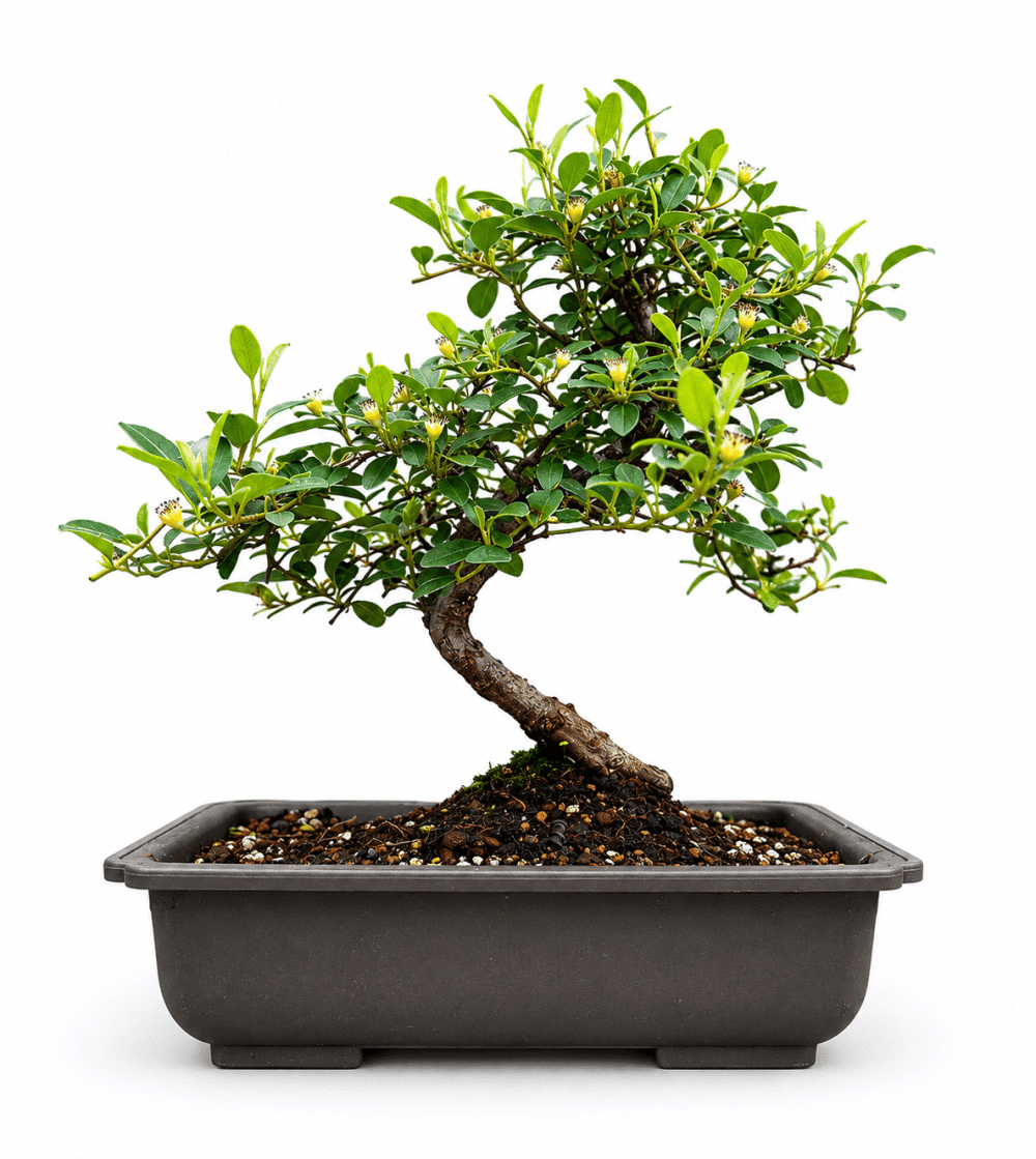 Cotoneaster Bonsai Tree (Stock Code B2U122)
