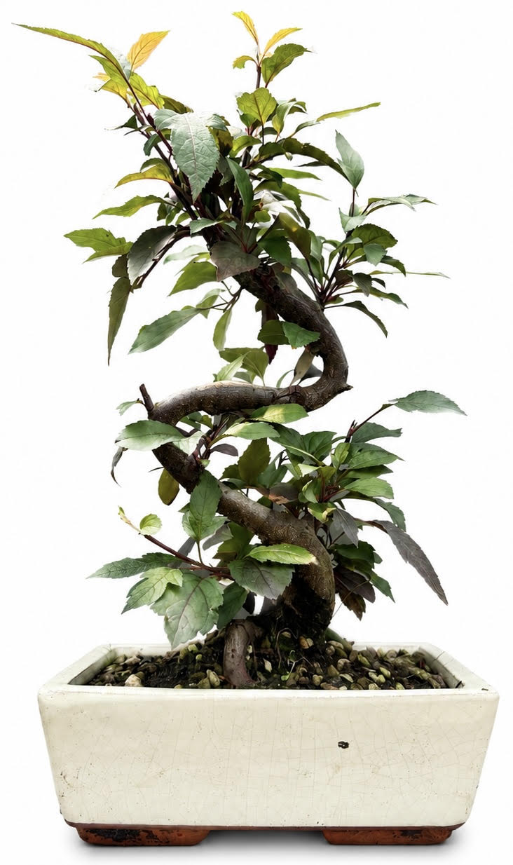 Malus – Crab Apple Bonsai Tree (Stock Code B2U124)