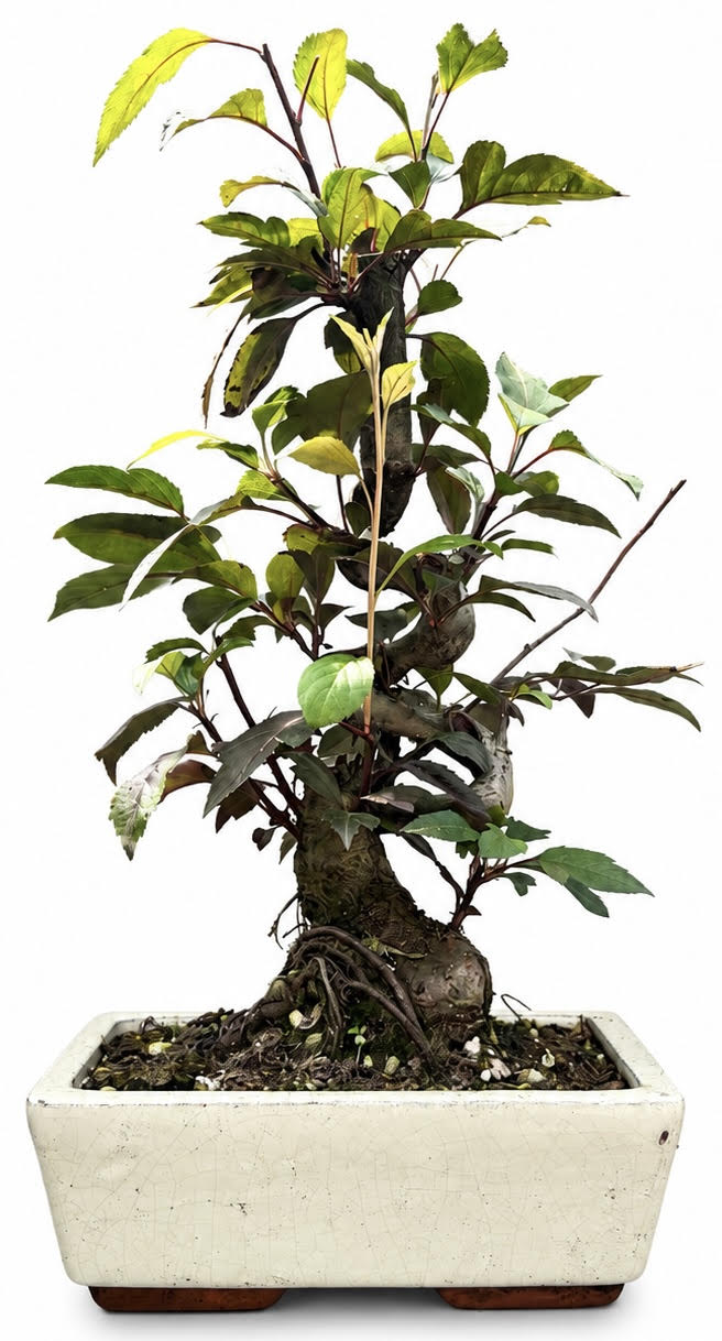 Malus – Crab Apple Bonsai Tree (Stock Code B2U125)