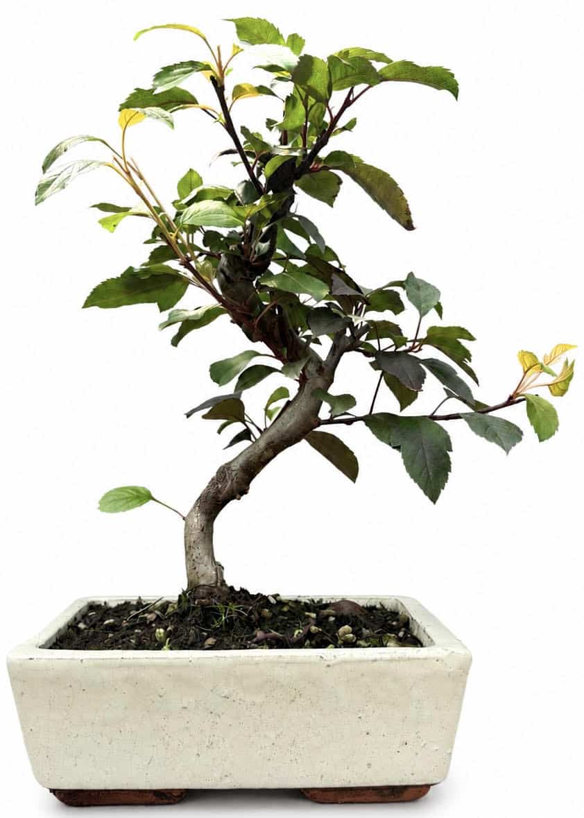 Malus – Crab Apple Bonsai Tree (Stock Code B2U126)