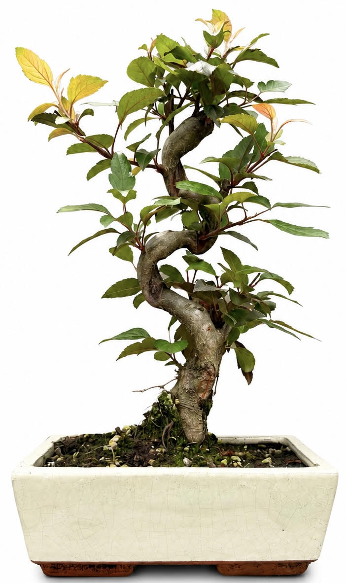 Malus – Crab Apple Bonsai Tree (Stock Code B2U127)