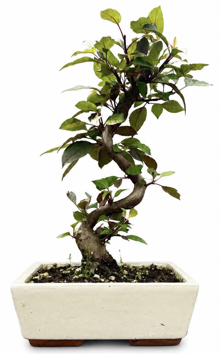 Malus - Crab Apple Bonsai Tree (Stock Code B2U128)