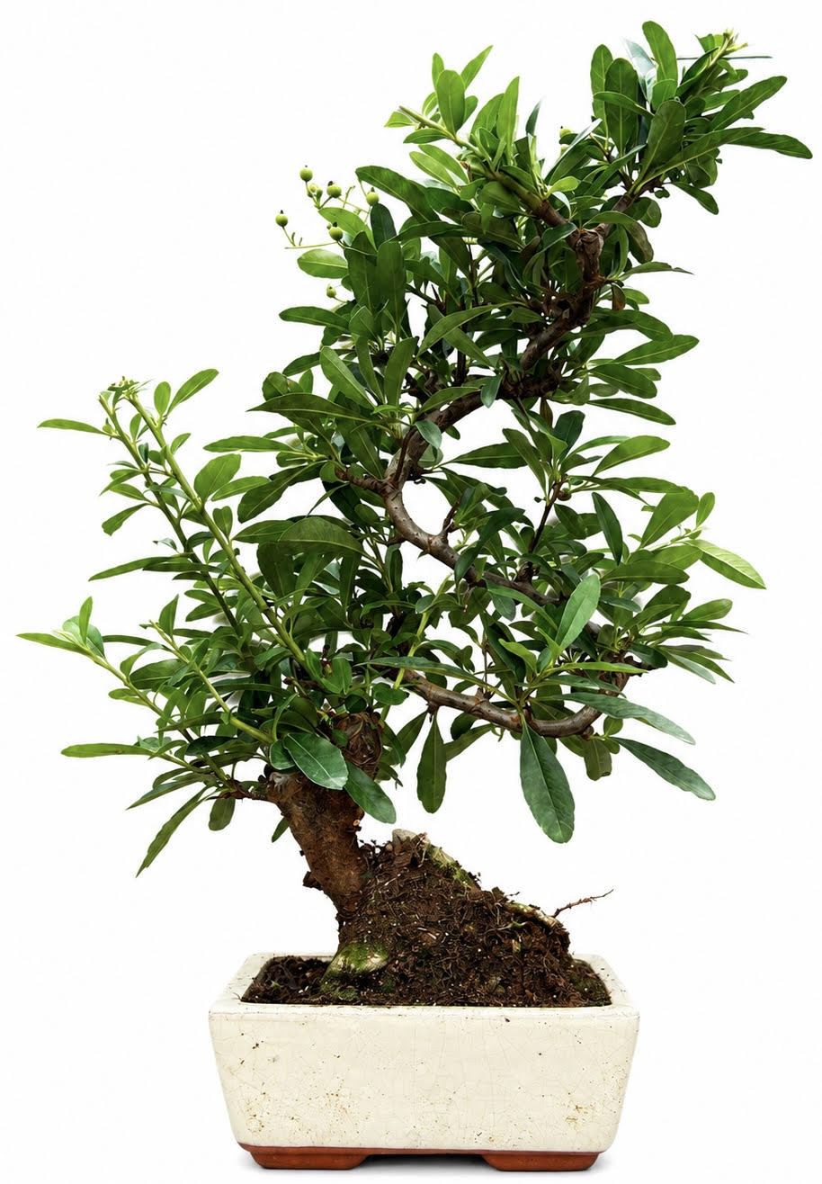 Pyracantha (Firethorn) Bonsai Tree (Stock Code B2U129)