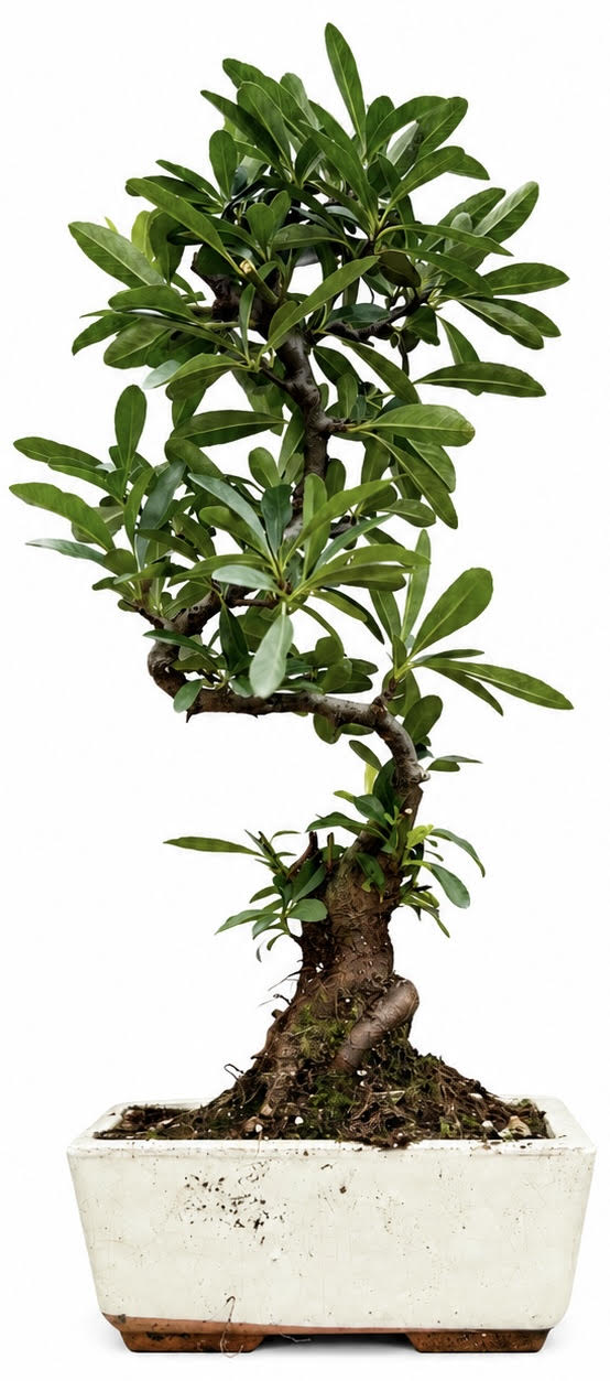 Pyracantha (Firethorn) Bonsai Tree (Stock Code B2U130)