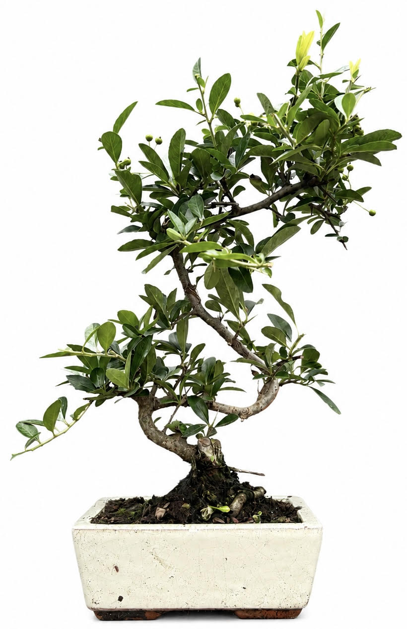 Pyracantha (Firethorn) Bonsai Tree (Stock Code B2U131)