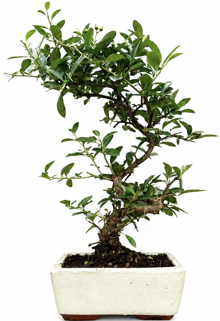 Pyracantha (Firethorn) Bonsai Tree (Stock Code B2U132)