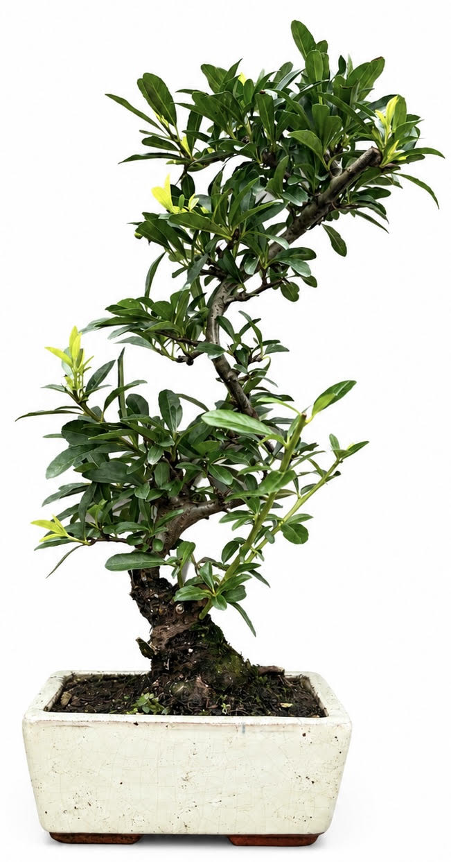 Pyracantha (Firethorn) Bonsai Tree (Stock Code B2U133)