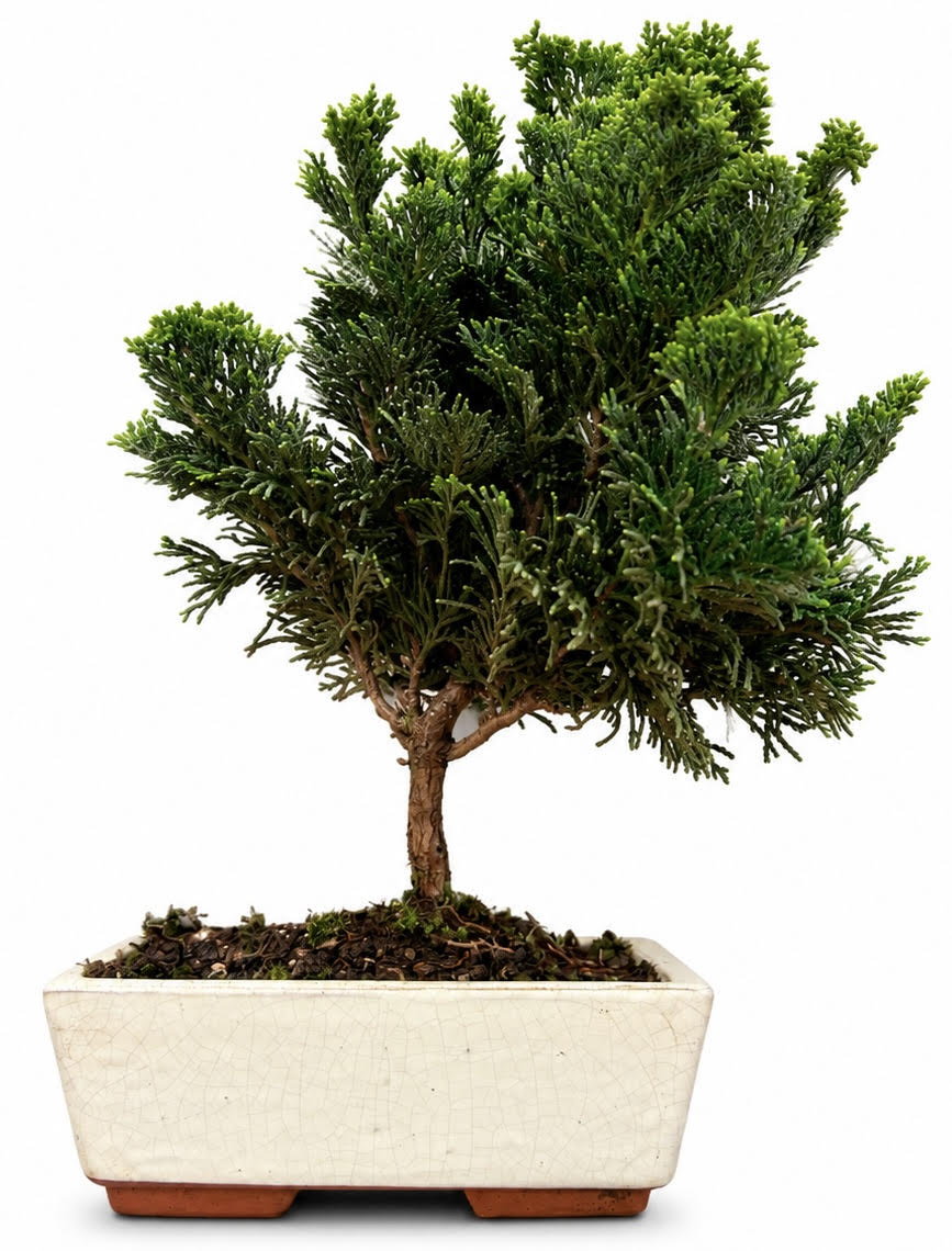 Hinoki Cypress Bonsai Tree (Stock Code B2U134)