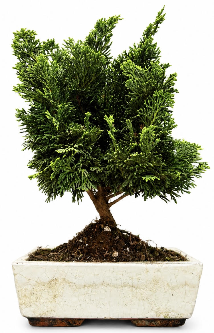 Hinoki Cypress Bonsai Tree (Stock Code B2U136)
