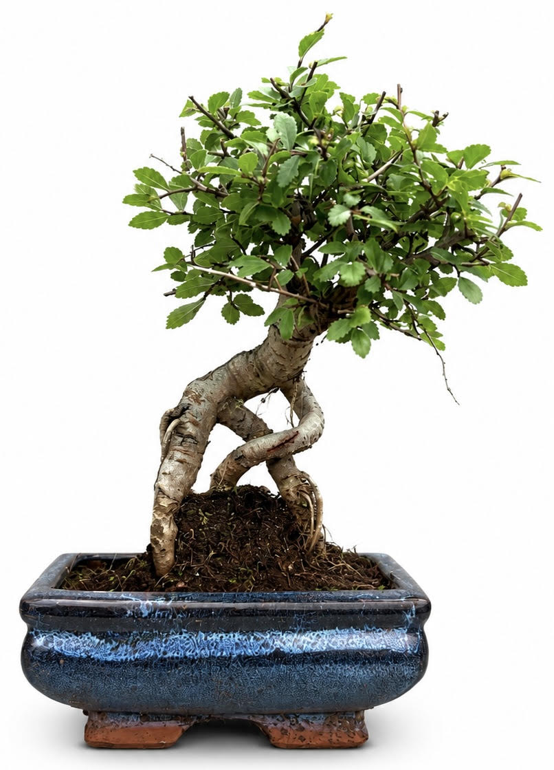 Chinese Elm Bonsai – (Stock Code B2U145)