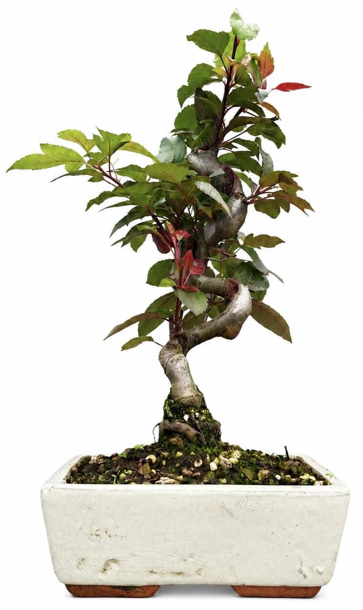 Malus – Crab Apple Bonsai Tree (Stock Code B2U150)