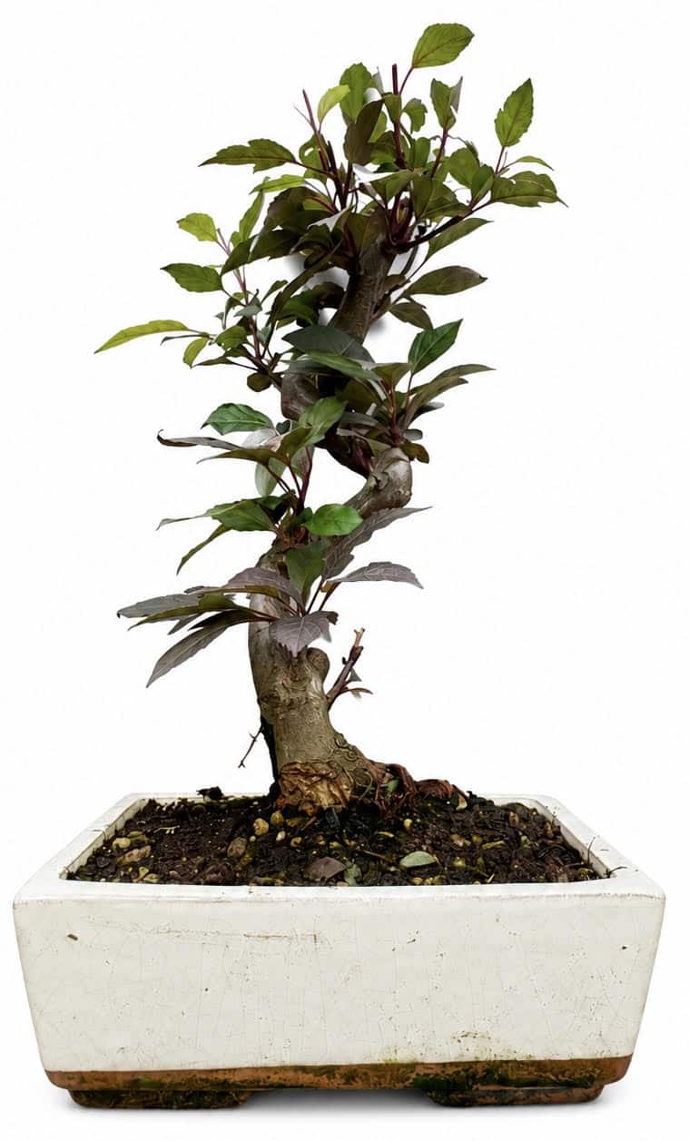 Malus – Crab Apple Bonsai Tree (Stock Code B2U151)