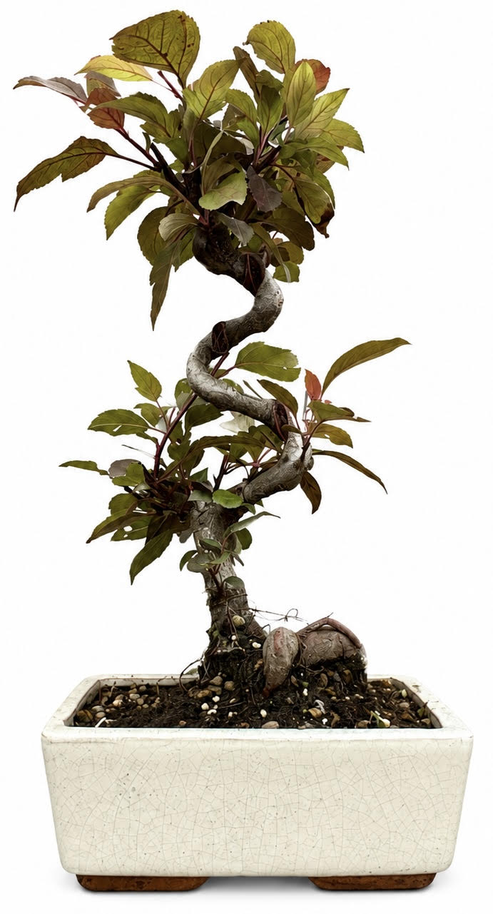 Malus – Crab Apple Bonsai Tree (Stock Code B2U152)