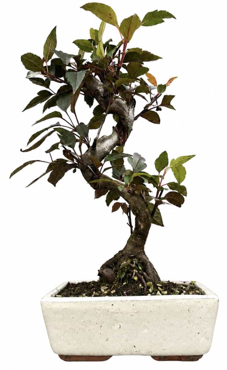 Malus – Crab Apple Bonsai Tree (Stock Code B2U153)
