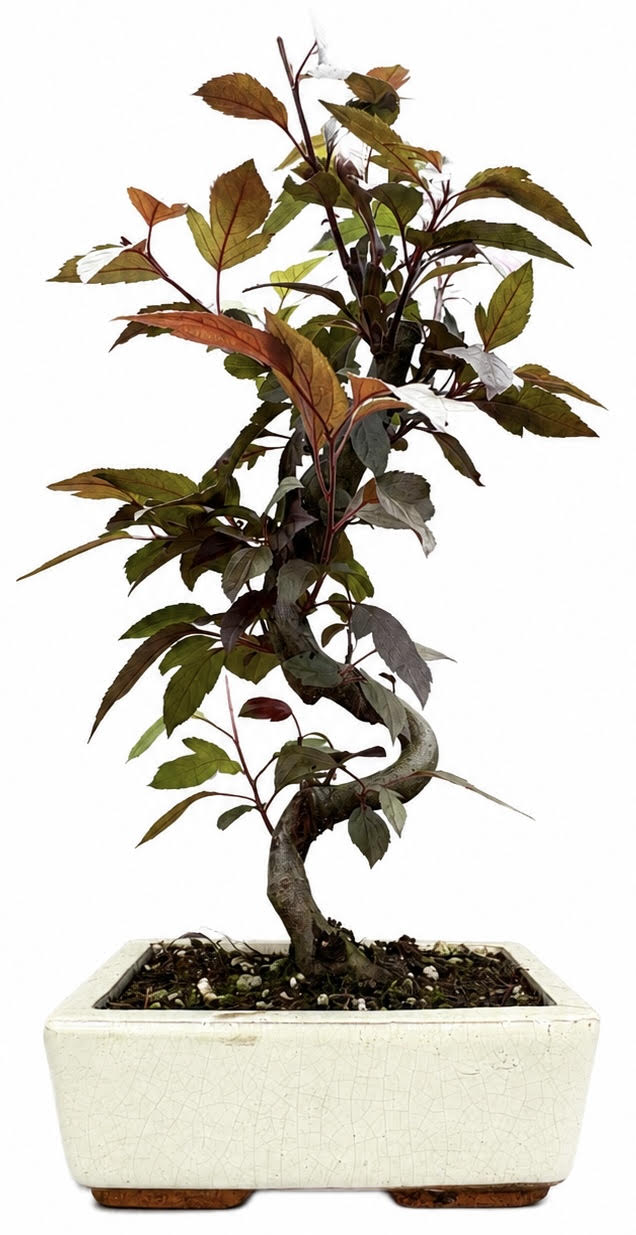 Malus – Crab Apple Bonsai Tree (Stock Code B2U154)