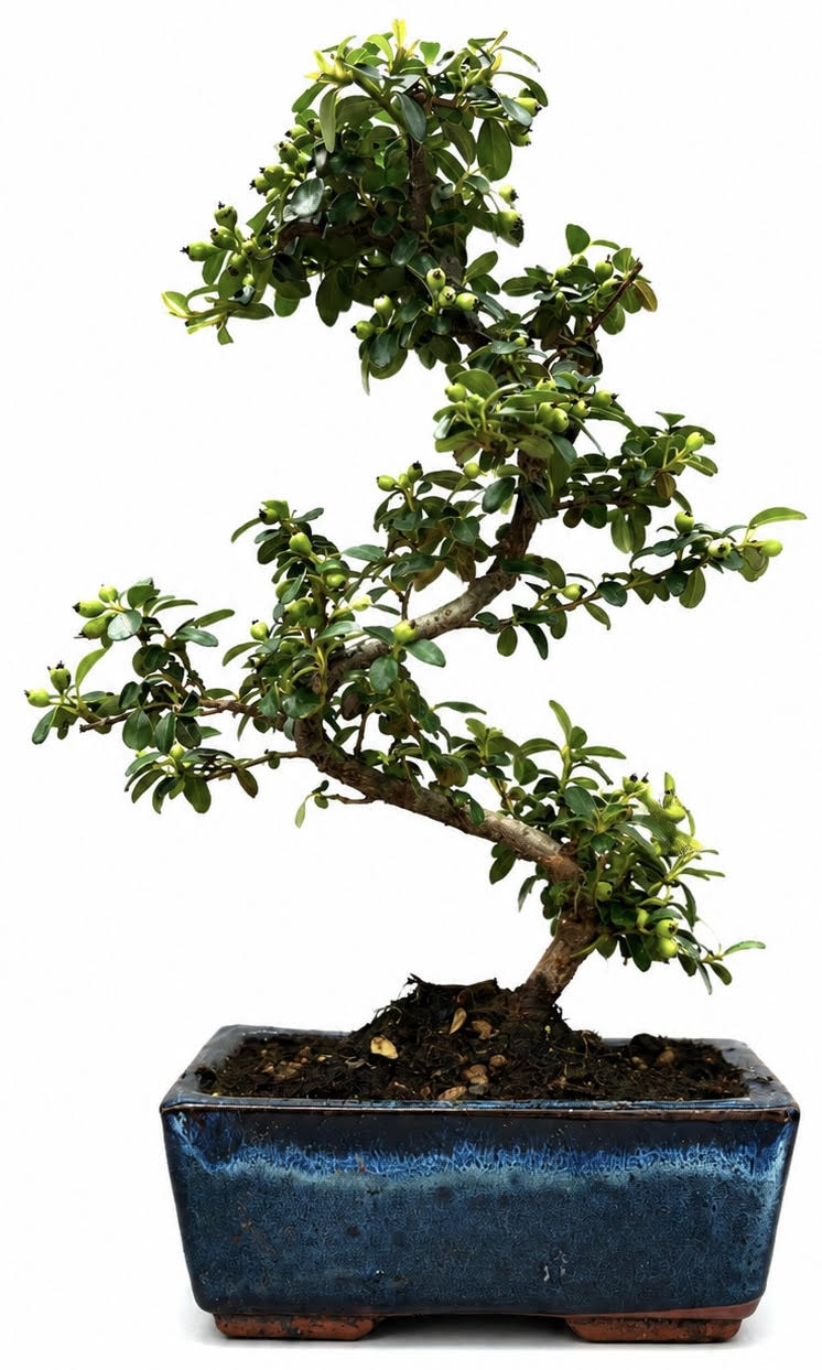 Cotoneaster Bonsai Tree (Stock Code B2U162)